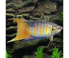 Macropodus Opercularis Blue - Paradijsvis Blauw