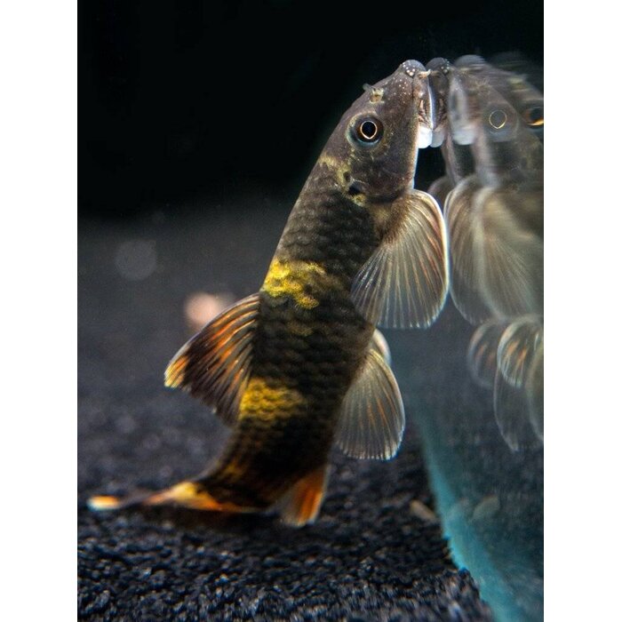 Garra Flavatra - Panda Algeneter