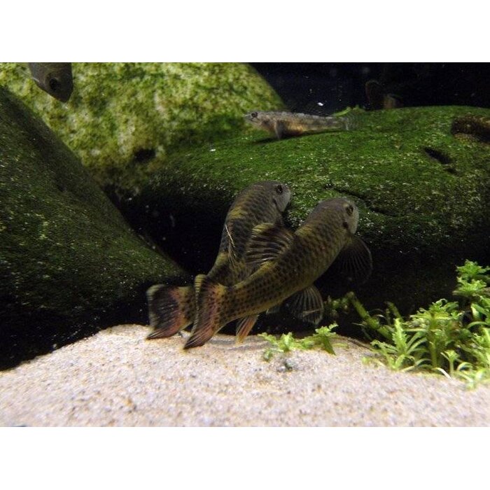 Garra Flavatra - Panda Algeneter