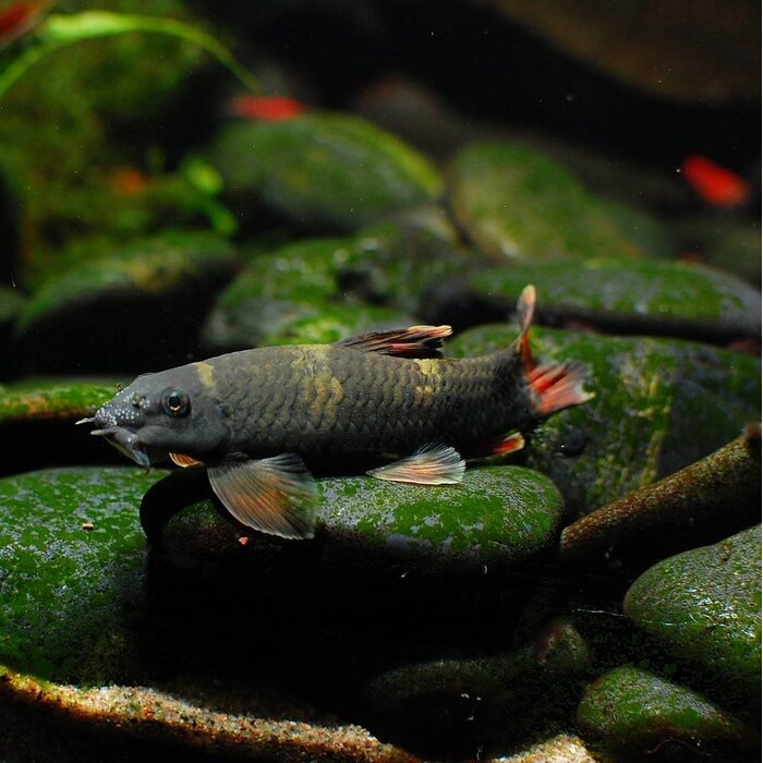 Garra Flavatra - Panda Algeneter