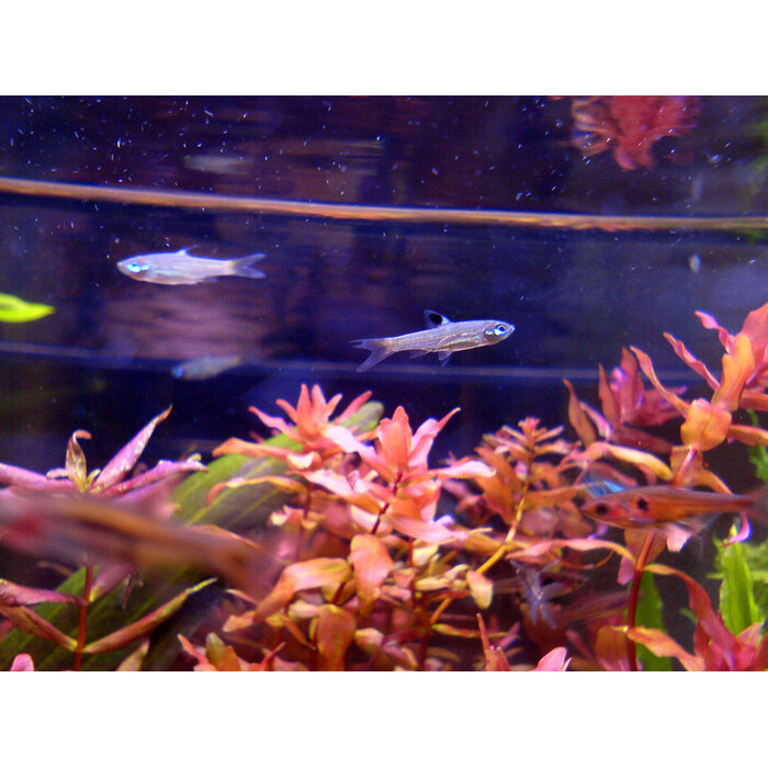 Rasbora Dorsiocellata - Oogvlekrasbora