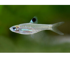 Rasbora Dorsiocellata - Oogvlekrasbora