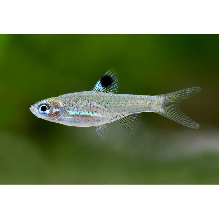 Rasbora Dorsiocellata - Oogvlekrasbora