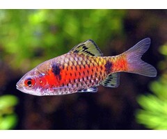 Puntius Ticto - Odessa Barbeel