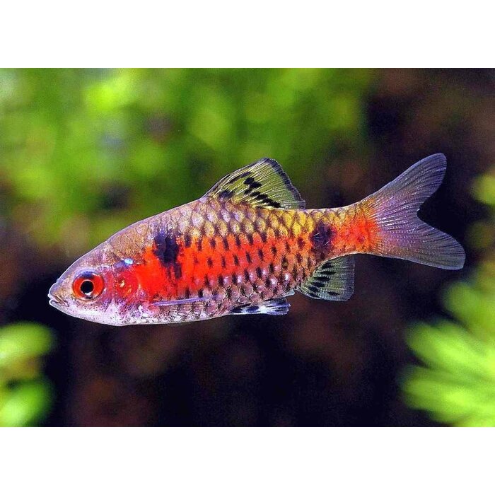Puntius Ticto - Odessa Barbeel