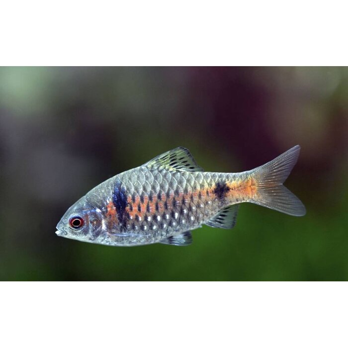 Puntius Ticto - Odessa Barbeel