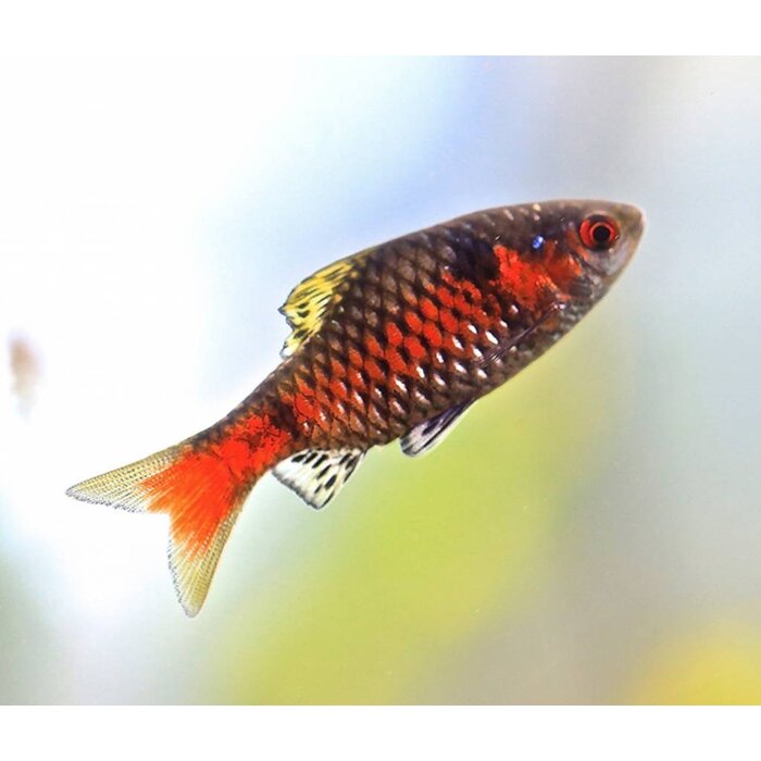 Puntius Ticto - Odessa Barbeel