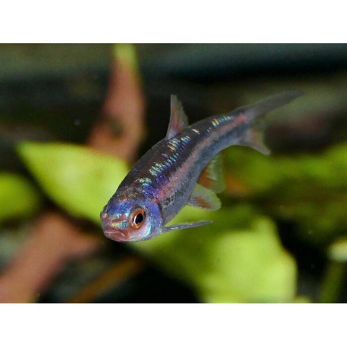 Notropsis Chrosomus - Rainbowshiner