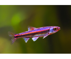 Notropsis Chrosomus - Rainbowshiner