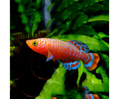 Nothobranchius Rachovii Beira - Tandkarper