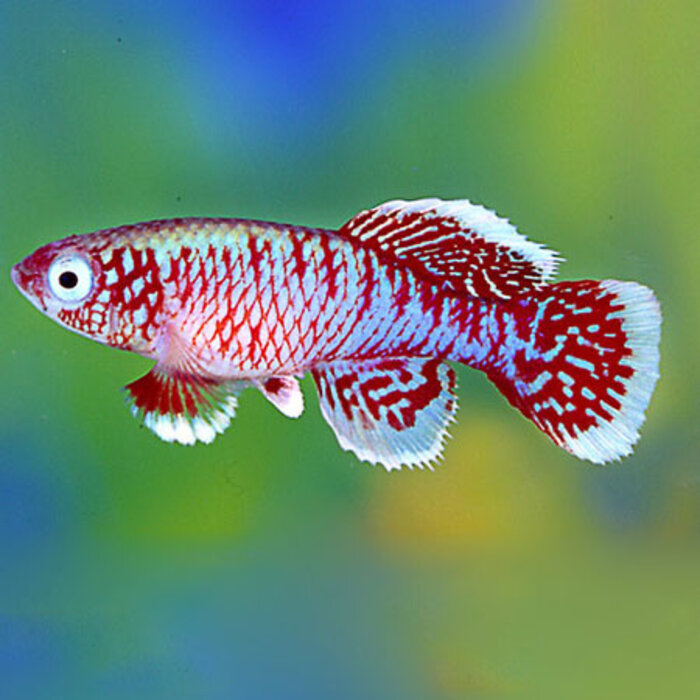 Nothobranchius Eggersi - Tandkarper