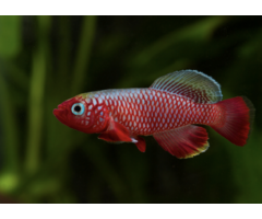 Nothobranchius Cardinalis - Tandkarper