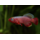 Nothobranchius Cardinalis - Tandkarper