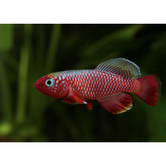 Nothobranchius Cardinalis - Tandkarper