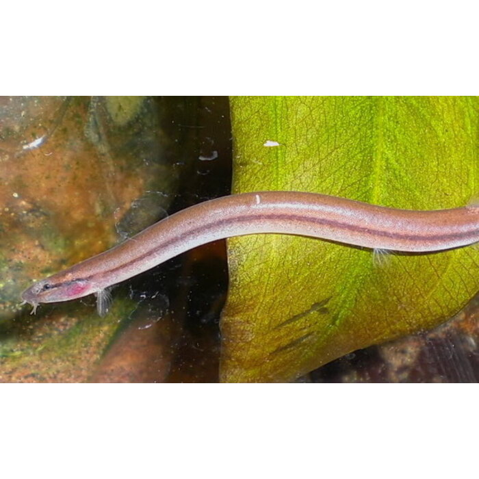 Pangio Bitaimac - Neon Kuhlii