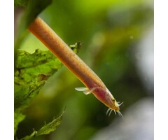 Pangio Bitaimac - Neon Kuhlii