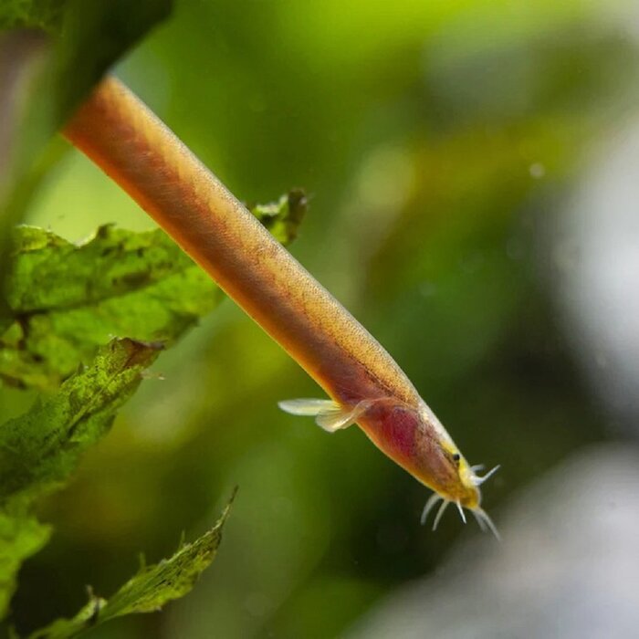 Pangio Bitaimac - Neon Kuhlii