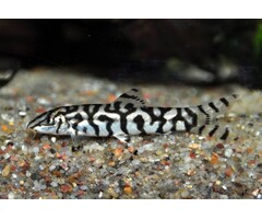 Botia Lohachata - Netbotia