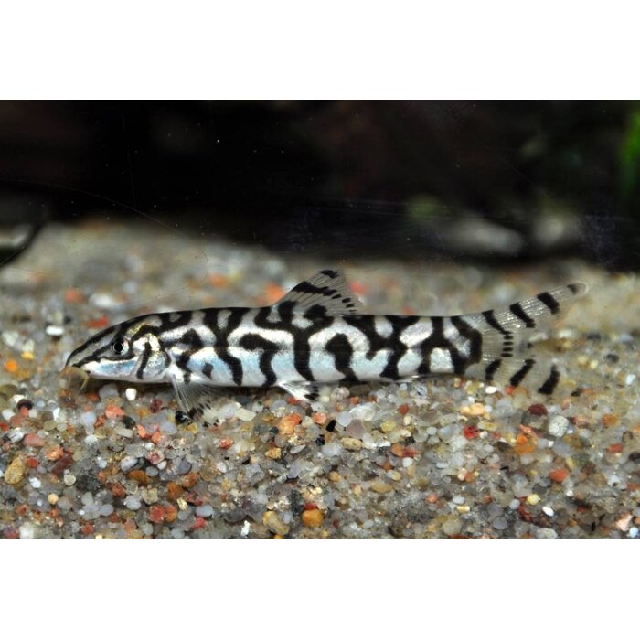 Botia Lohachata - Netbotia