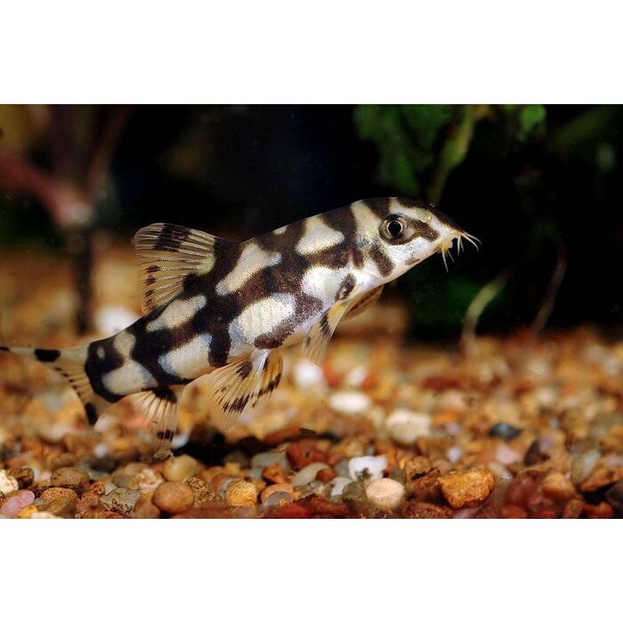 Botia Lohachata - Netbotia