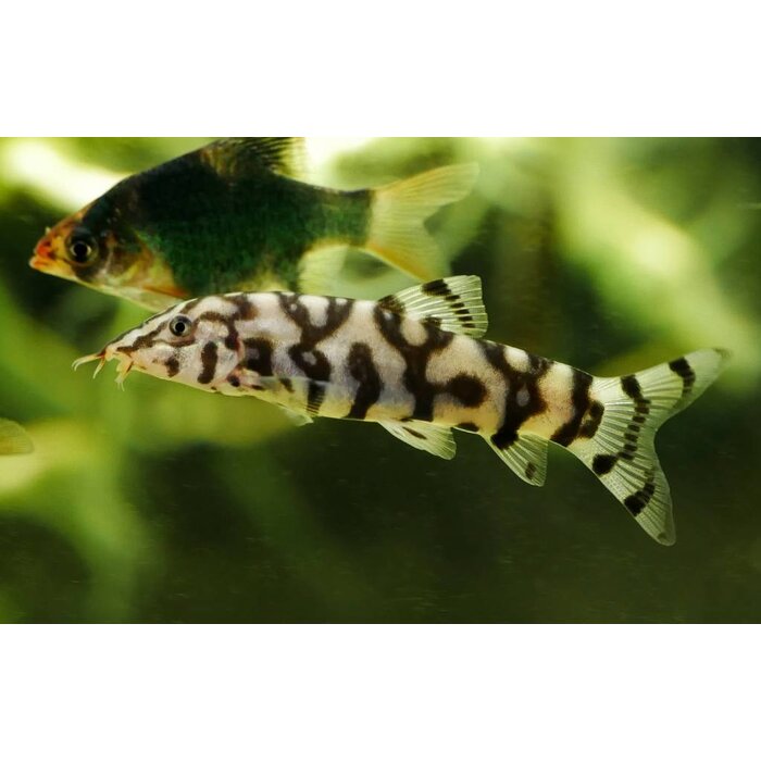 Botia Lohachata - Netbotia