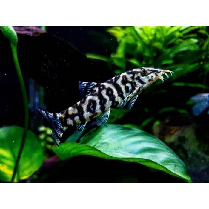 Botia Lohachata - Netbotia