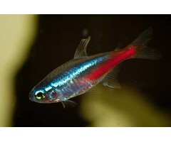 Paracheirodon Innesi - Neon Tetra