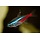 Paracheirodon Innesi - Neon Tetra