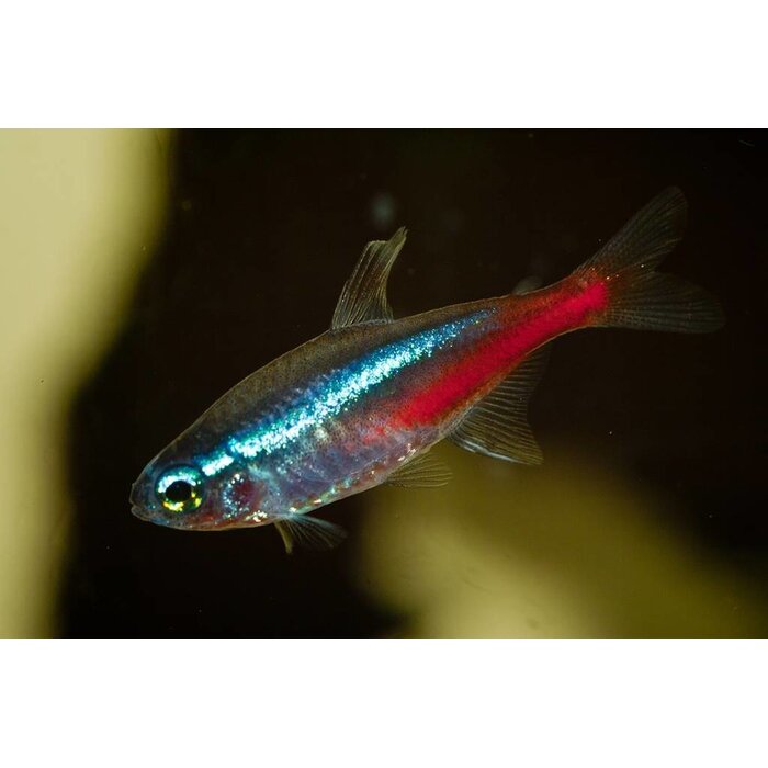 Paracheirodon Innesi - Neon Tetra