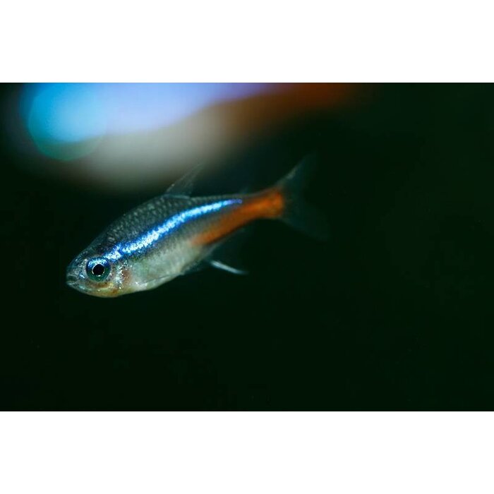 Paracheirodon Innesi - Neon Tetra
