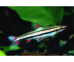 Nannostomus Trifasciatus - 3-bandspitszalm