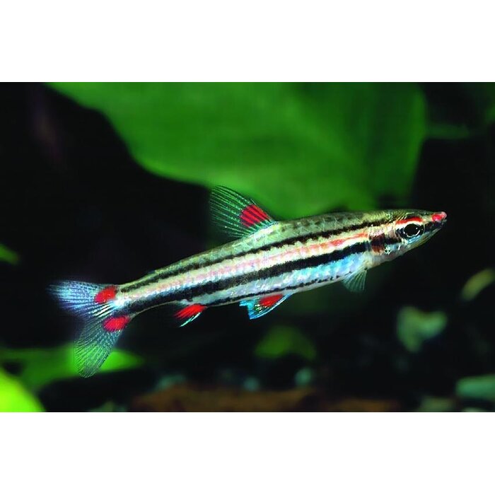 Nannostomus Trifasciatus - 3-bandspitszalm