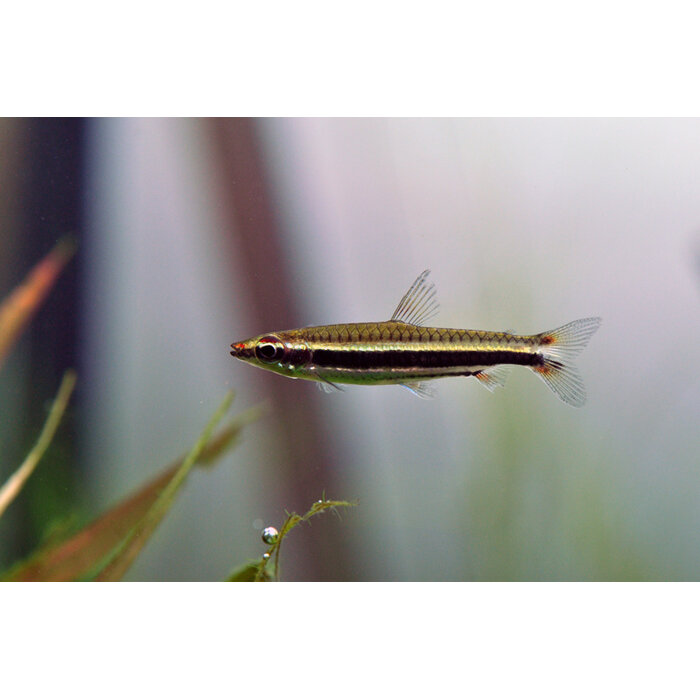 Nannostomus Trifasciatus - 3-bandspitszalm