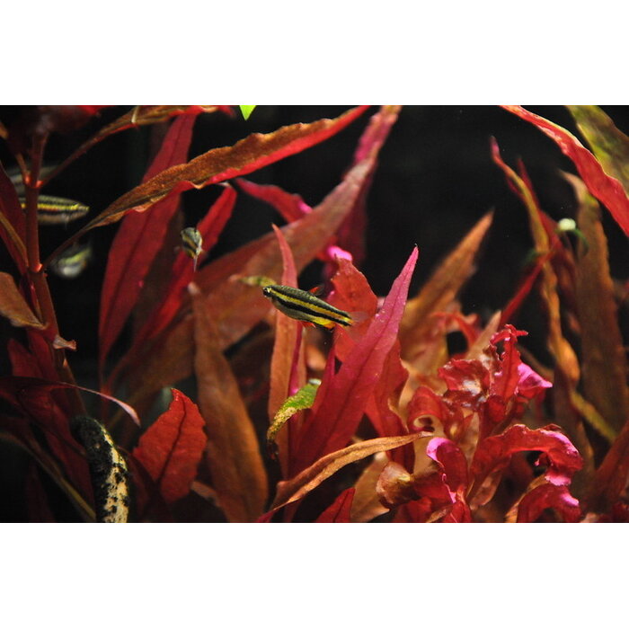 Nannostomus Trifasciatus - 3-bandspitszalm