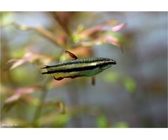 Nannostomus Marginatus - Dwergspitszalm