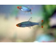 Sawbwa Resplendens - Naakte Rasbora