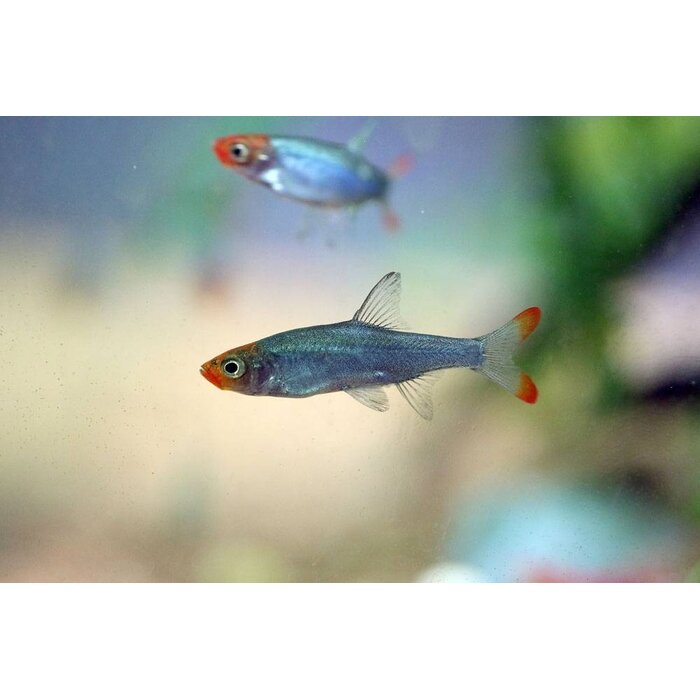 Sawbwa Resplendens - Naakte Rasbora