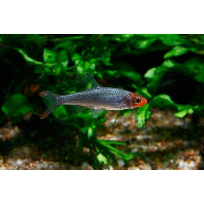 Sawbwa Resplendens - Naakte Rasbora