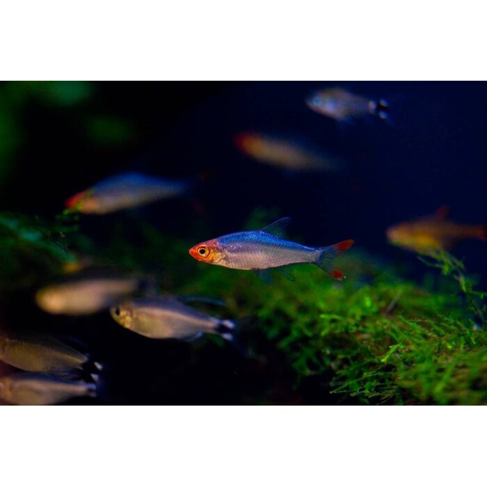 Sawbwa Resplendens - Naakte Rasbora