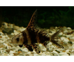 Myxocyprinus Asiaticus - Hoogvinalgeneter