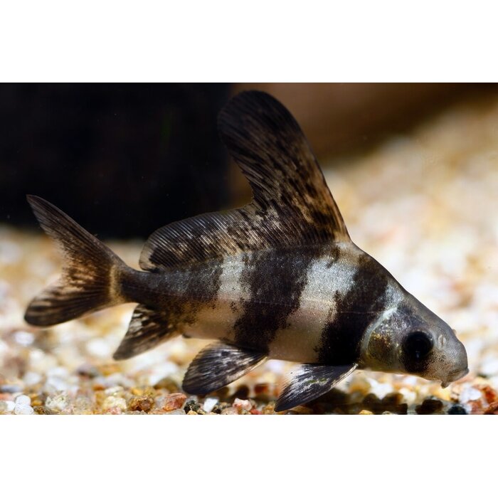 Myxocyprinus Asiaticus - Hoogvinalgeneter