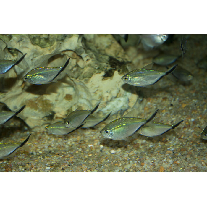 Moenkhausia Costae - Signaalstreep Zalm