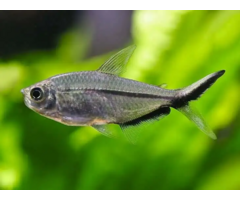 Moenkhausia Costae - Signaalstreep Zalm