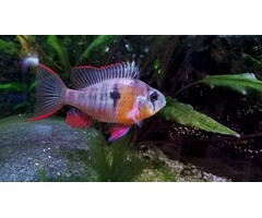Mikrogeophagus Altispinosus - Boliviaanse Antennebaars
