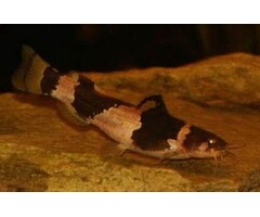 Microglanis Iheringi - Bumblebee Catfish