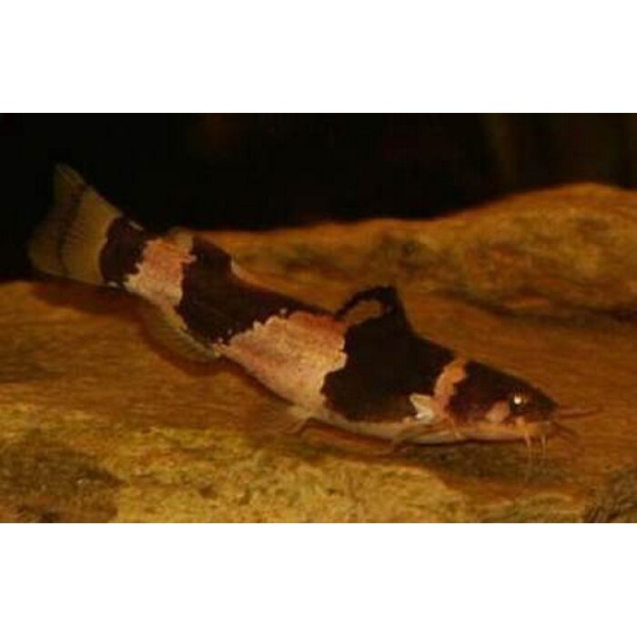 Microglanis Iheringi - Bumblebee Catfish