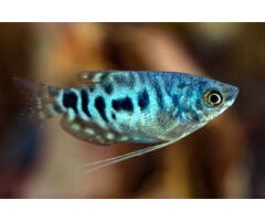 Trichogaster Trichopterus - Marmer Gourami / Cosby