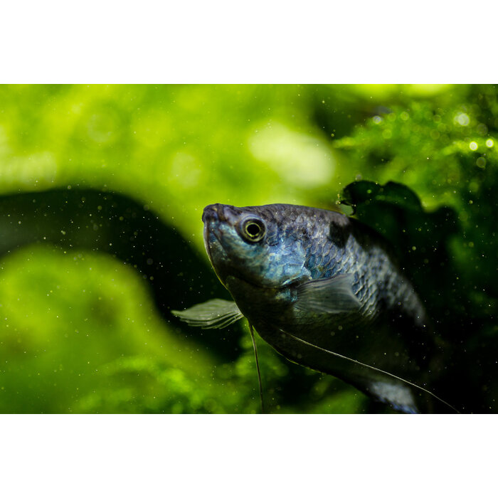 Trichogaster Trichopterus - Marmer Gourami / Cosby