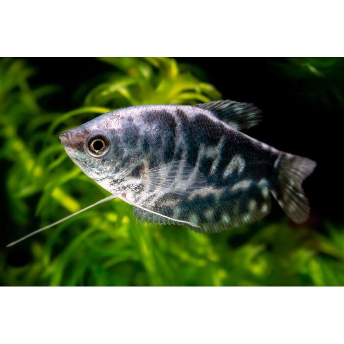 Trichogaster Trichopterus - Marmer Gourami / Cosby