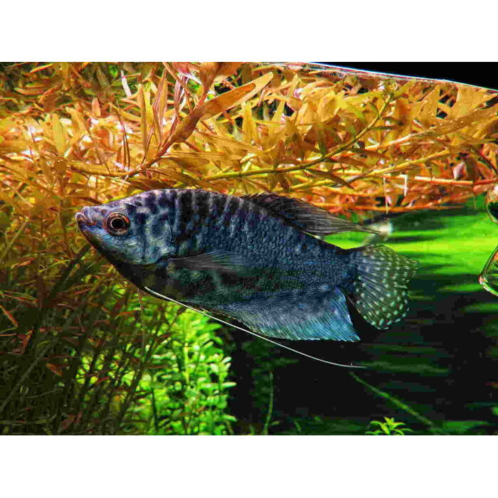 Trichogaster Trichopterus - Marmer Gourami / Cosby